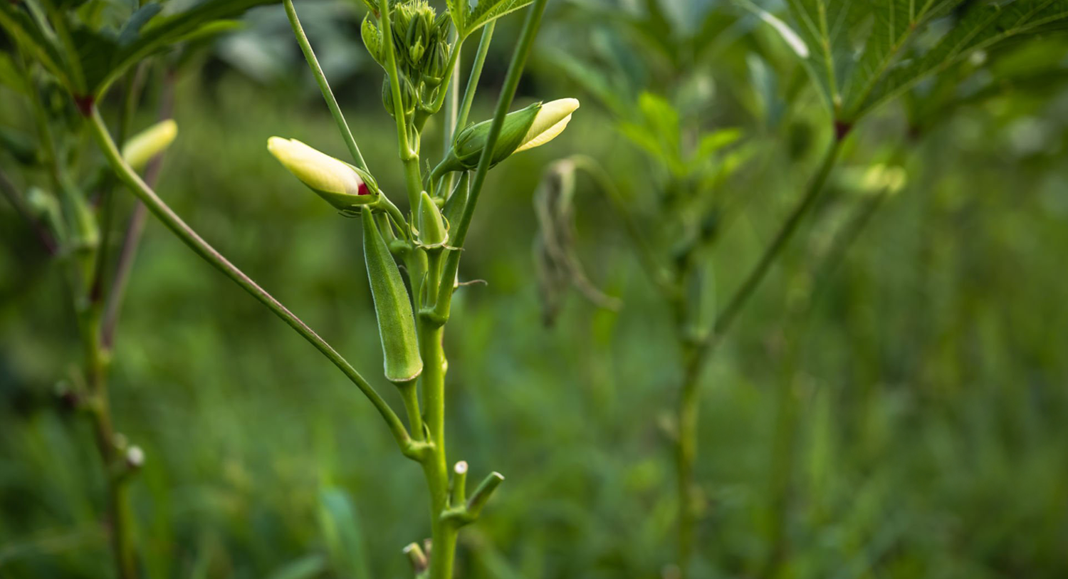 indianagroservice