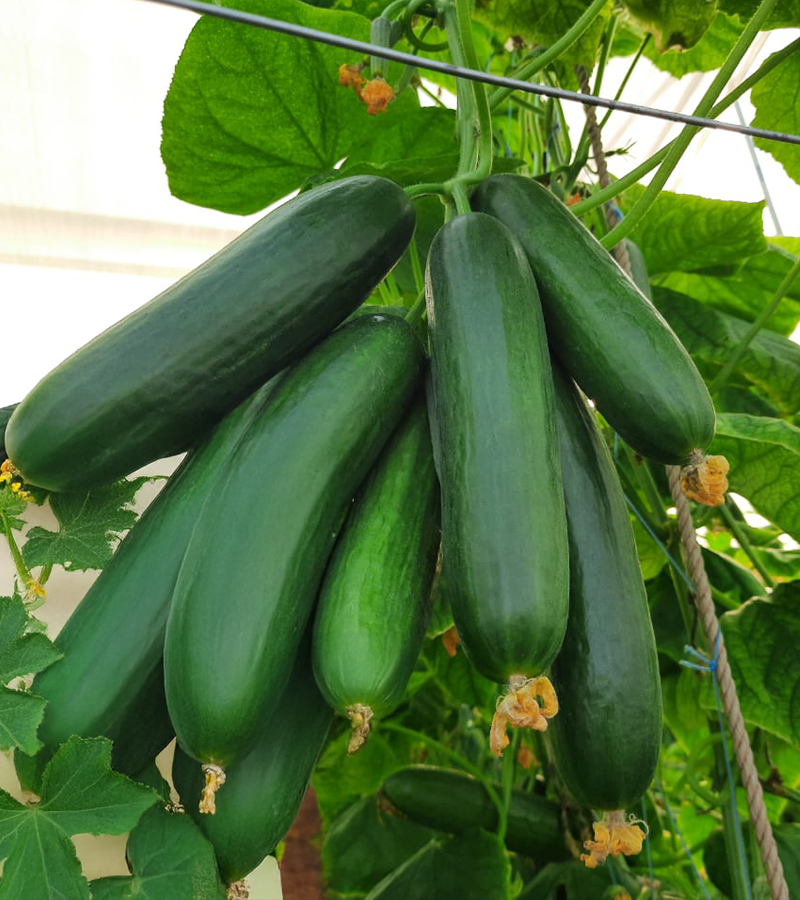 indianagroservice