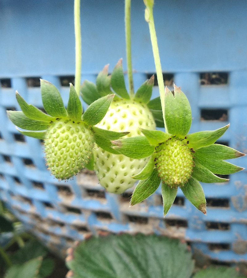 indianagroservice